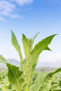 Close-up of plant growing on field against sky