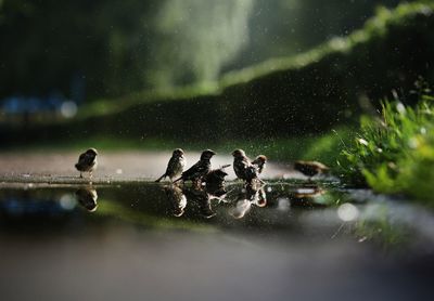 Close-up of birds in water