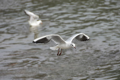 Seagulls flying over lake