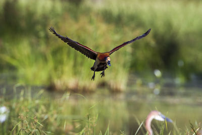 Bird flying over a field