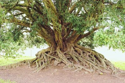 Tree growing in field