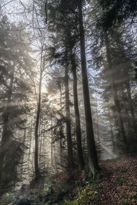 Low angle view of trees in forest