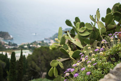 Close-up of purple flowering plant