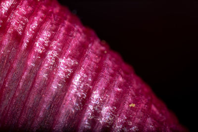 Close-up of pink rose flower against black background