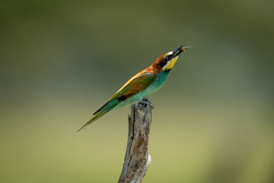 European bee-eater on tree stump eats fly