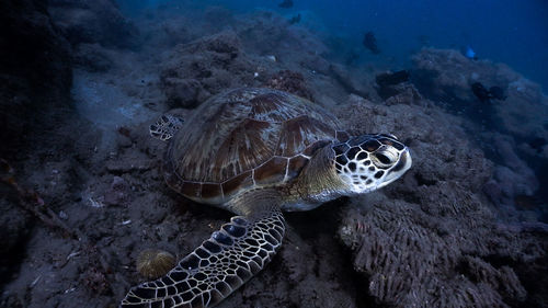 Green sea turtle resting at the bottom