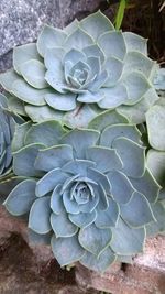 High angle view of prickly pear cactus