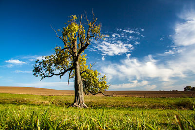 Tree on field against sky