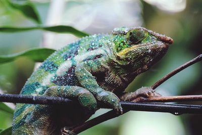 Close-up of lizard on branch