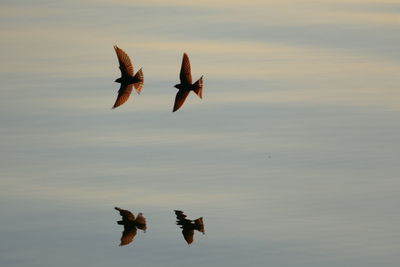 Birds flying in the sky