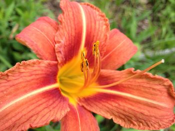 Close-up of orange hibiscus