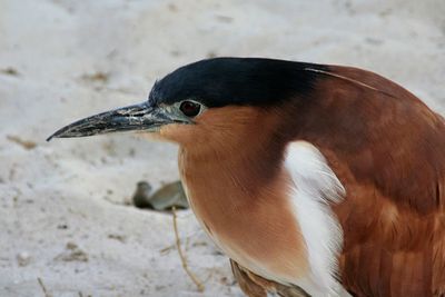 Close-up of a bird looking away