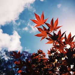 Low angle view of autumn trees against sky