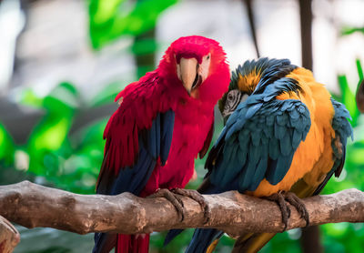 View of parrot perching on branch