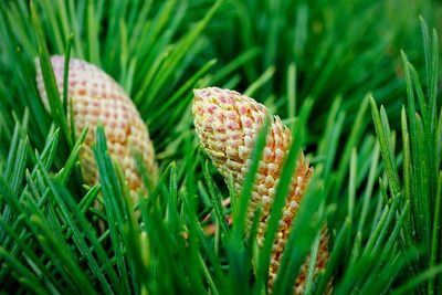 Close-up of grass on field