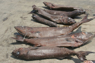 High angle view of fish in container