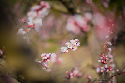 Close-up of pink cherry blossoms in spring