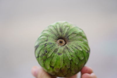 Close-up of hand holding fruit