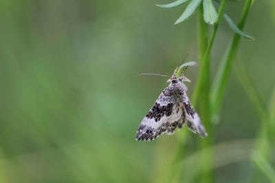 Close-up of insect