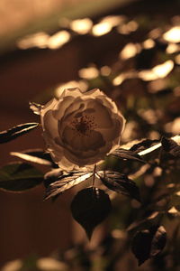 Close-up of plant against blurred background