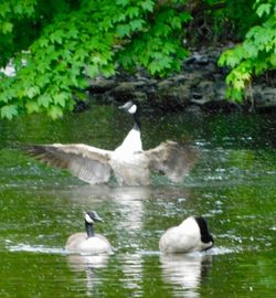 Ducks swimming in lake