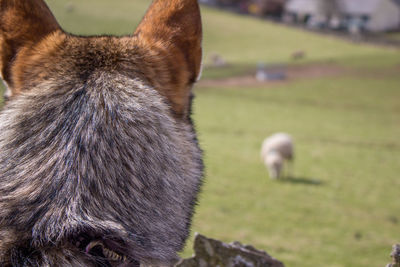 Close-up of a cat looking away