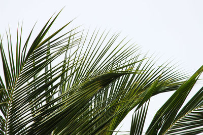 Low angle view of palm tree against clear sky