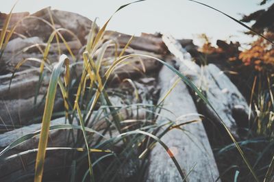 Close-up of grass