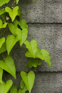 Close-up of green leaves on wall