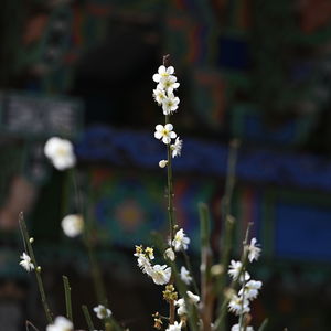 Close-up of white flowering plant on field