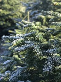 Close-up of tree branch during winter