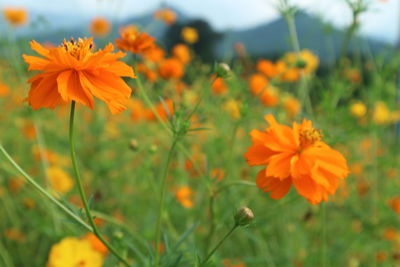 Close-up of orange cosmos flowers blooming on field