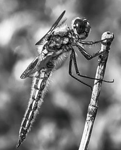 Close-up of dragonfly on twig