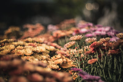 Close-up of flowers blooming outdoors