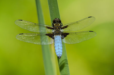 High angle view of dragonfly on plant during sunny day