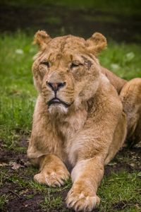 Portrait of cat relaxing on field