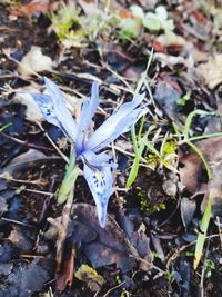 High angle view of purple crocus flowers on field