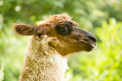 Close-up of alpaca