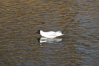 High angle view of a swan in water