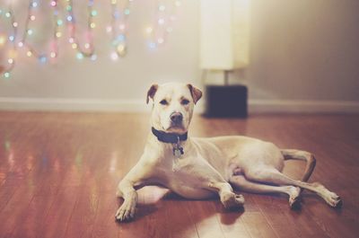 Portrait of dog lying on hardwood floor at home