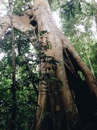 Low angle view of lizard on tree trunk