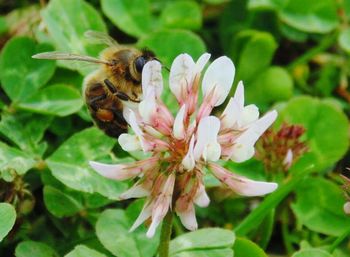 Close-up of insect on flower