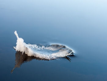 Close-up of snow on leaf during winter