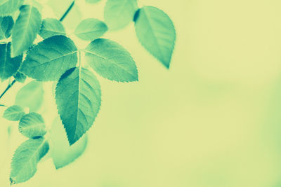 green
