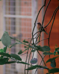 Bird perching on a plant