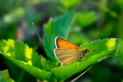 Butterfly on leaf