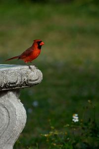 Male cardinal on vintage mosiac bench