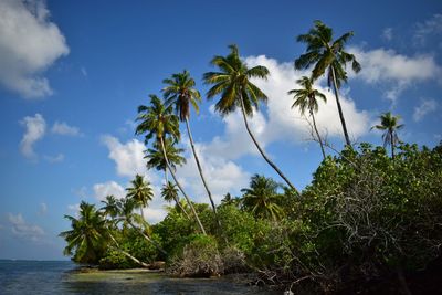 Palm trees by sea against sky