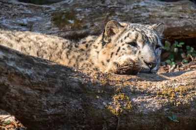 Portrait of lion resting on rock