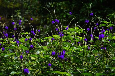 Close-up of purple flowers